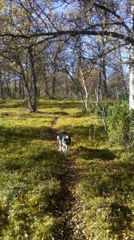 Lodge Ryen -
